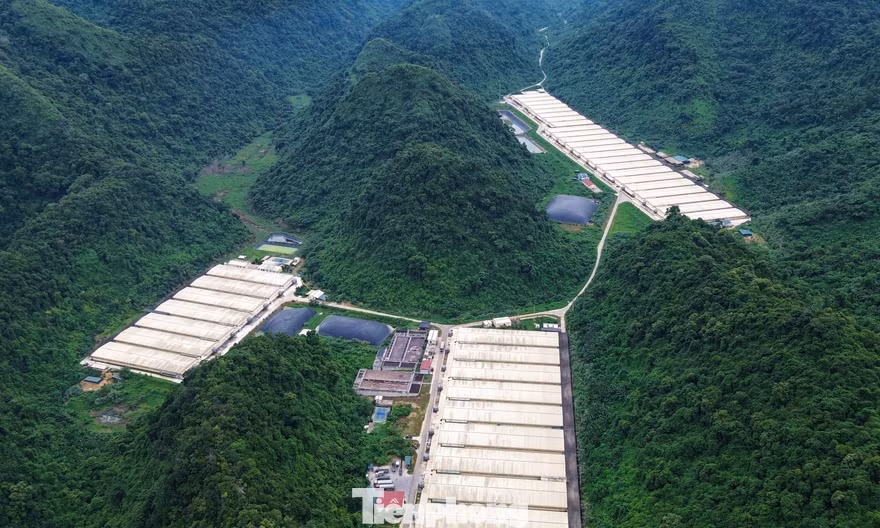 Khởi tố vụ án 5 người chết trong trại lợn của Công ty Dabaco Thanh Hóa