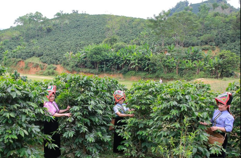 សមាជិកសហករណ៍កាហ្វេ Ara-Tay មានទំនោរទៅរកកាហ្វេ។ a2.jpg