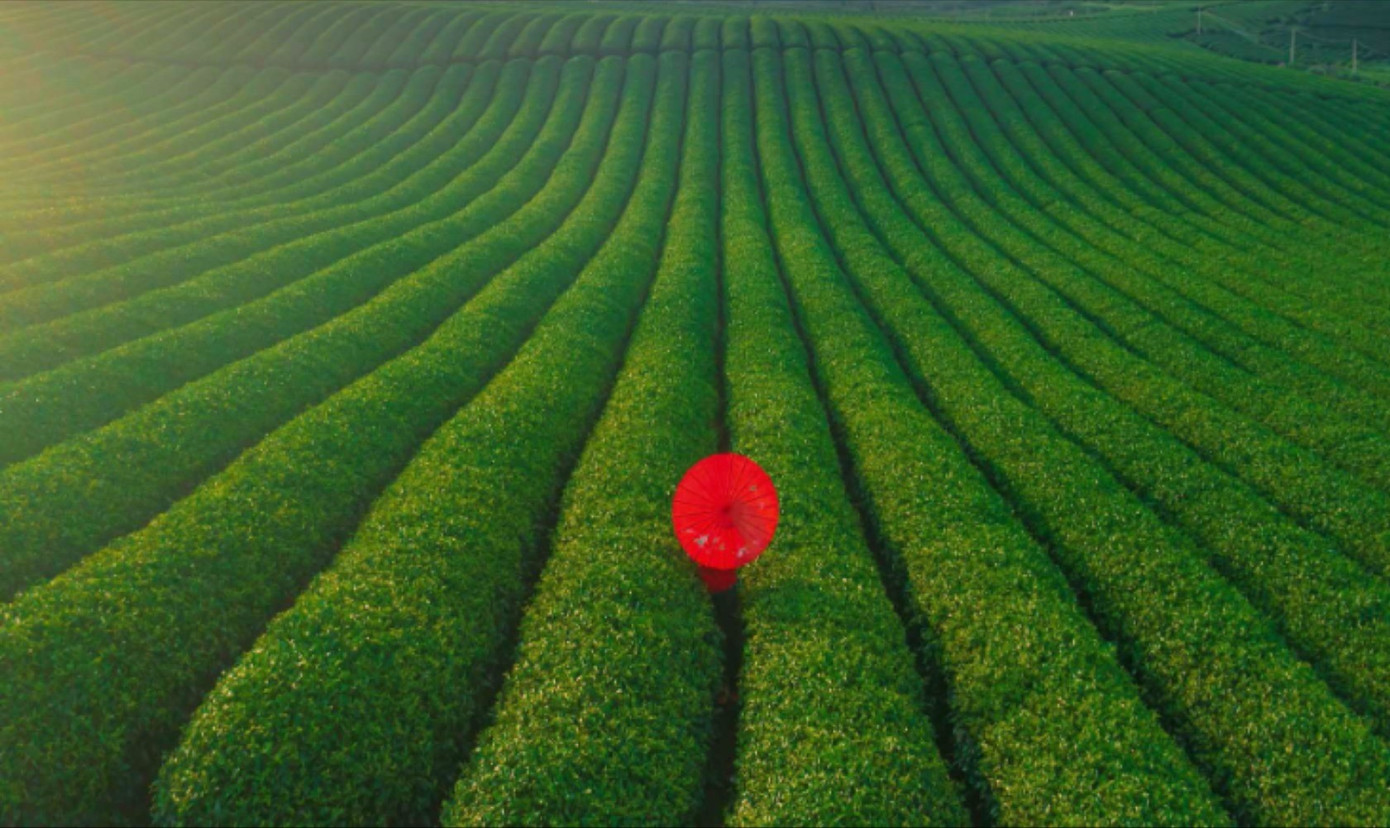 Mê mẩn đồi chè Mộc Châu mùa xuân- Ảnh 5.