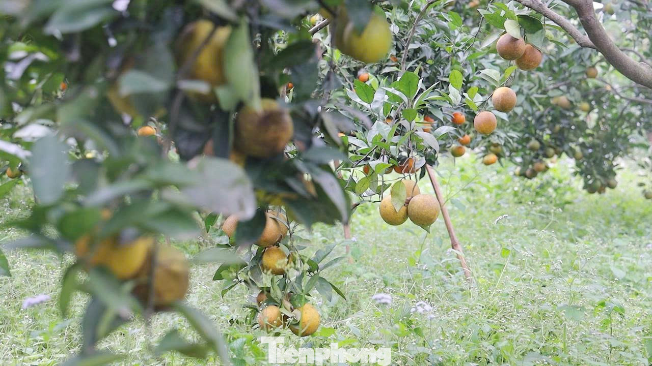 Pohon jeruk bali yang berbuah lebat di kebun Tuan Hoang Van Chat. tp-3.jpg