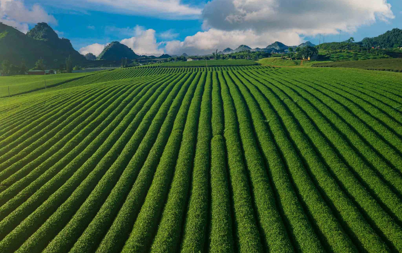 Mê mẩn đồi chè Mộc Châu mùa xuân- Ảnh 9.