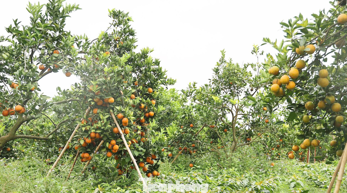 Kebun jeruk milik Tuan Hoang Van Chat. tp-2.jpg
