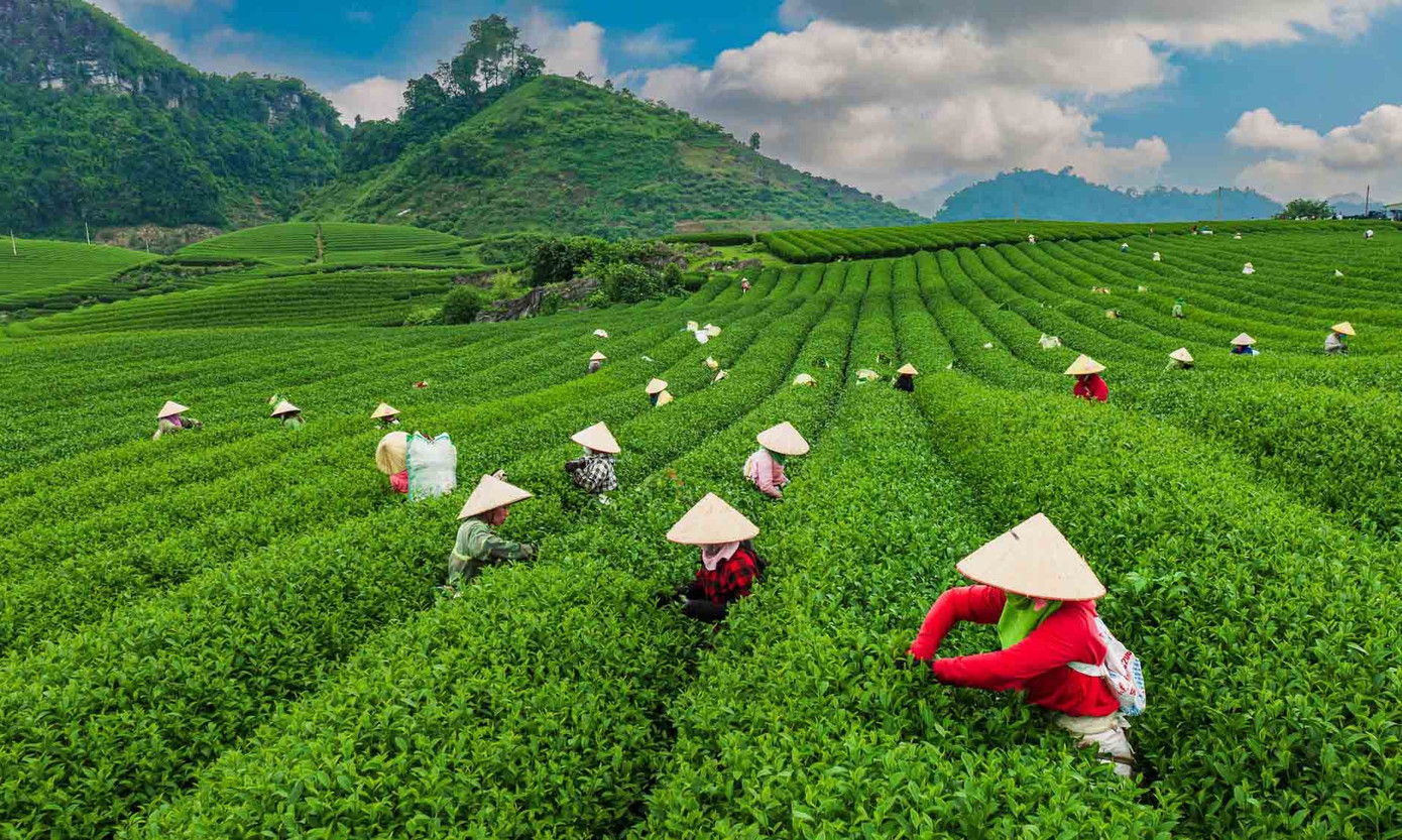 Mê mẩn đồi chè Mộc Châu mùa xuân- Ảnh 6.