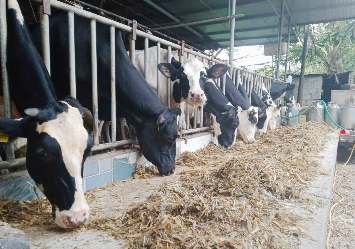 As vacas leiteiras do Sr. Chu Van Sam. a3.jpg