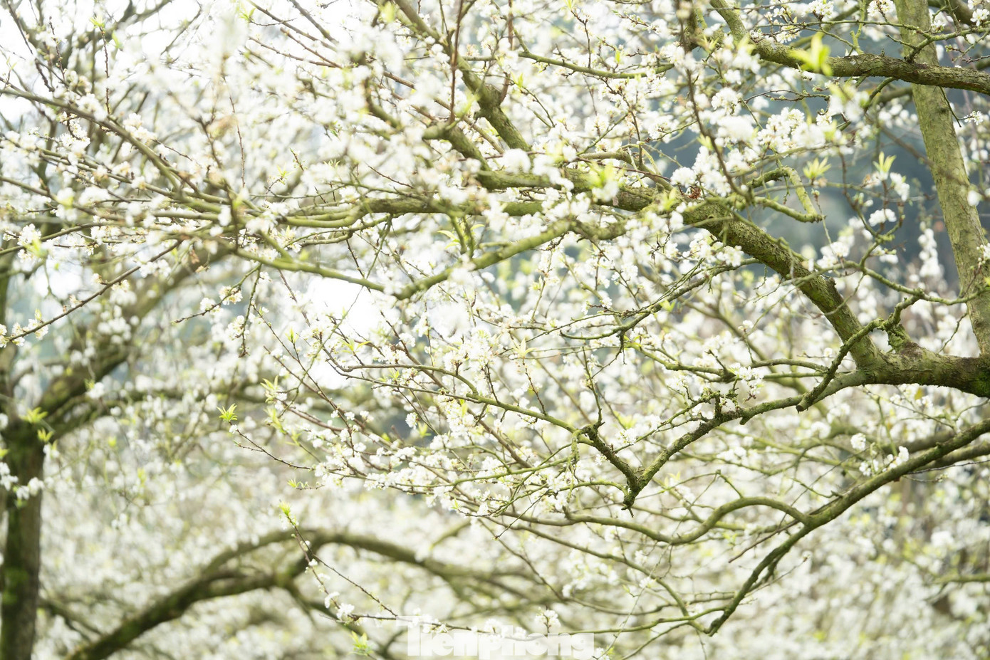 টিপি-৮.জেপিজি