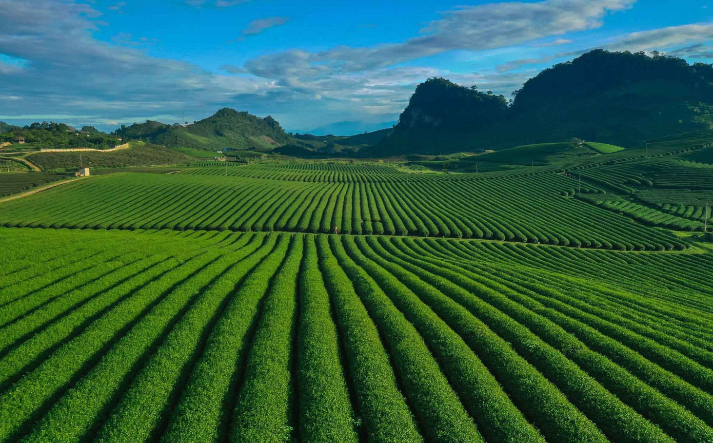 Mê mẩn đồi chè Mộc Châu mùa xuân- Ảnh 2.