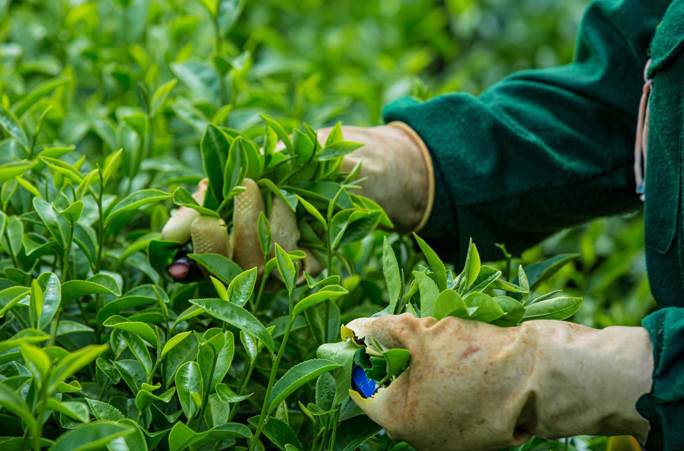 Mê mẩn đồi chè Mộc Châu mùa xuân- Ảnh 8.