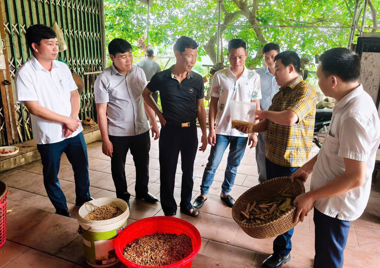 លោក Hoang ណែនាំប្រជាជនអំពីវិធីចិញ្ចឹមកណ្តុរឬស្សី។ a1.jpg