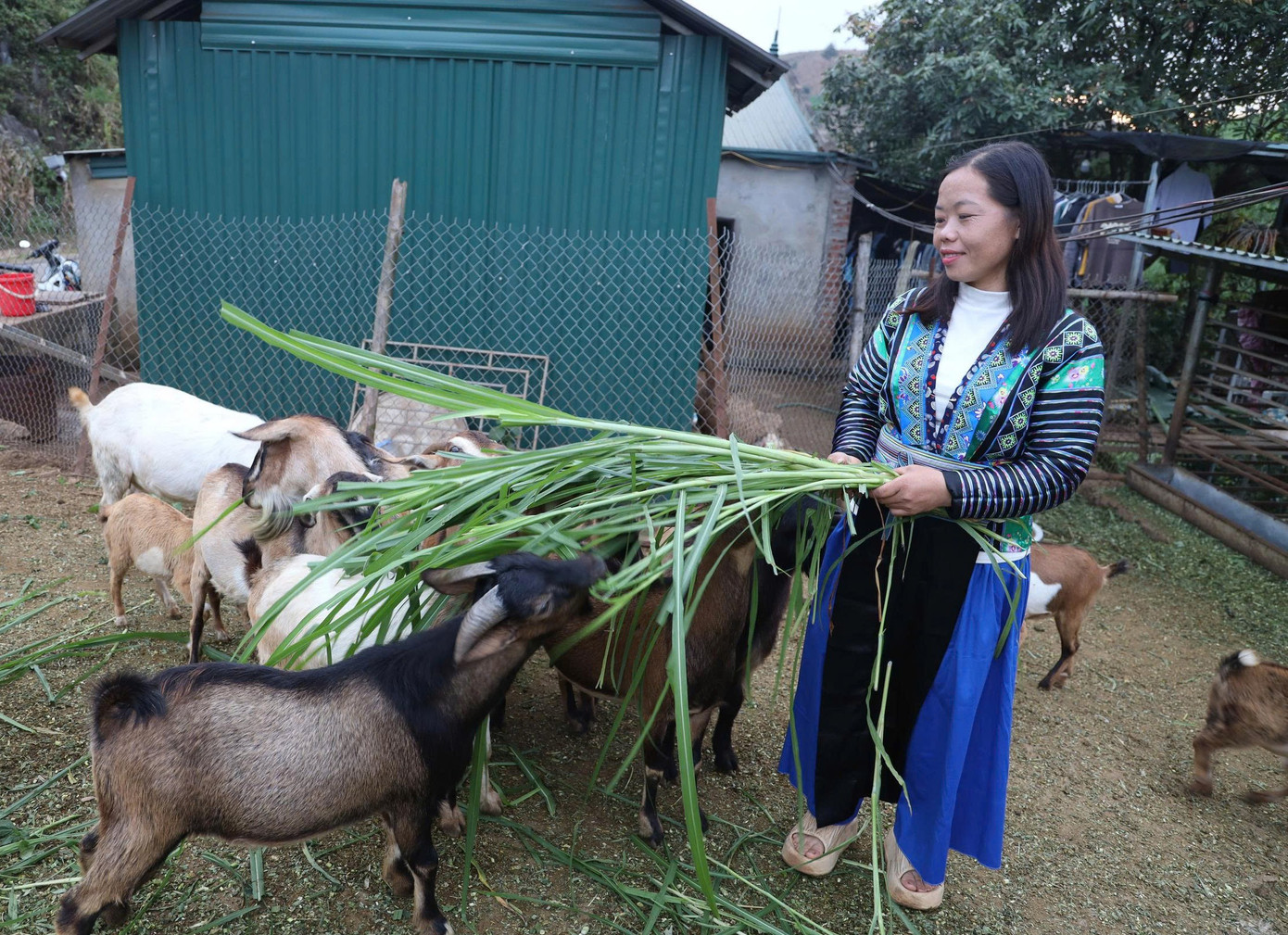 ایک سنہ کی بیوی اس بات پر خوش تھی کہ بکریوں کا ریوڑ پھل پھول رہا ہے، جس سے خاندان کو بہتر زندگی گزارنے میں مدد مل رہی ہے۔ a6-7282.jpg