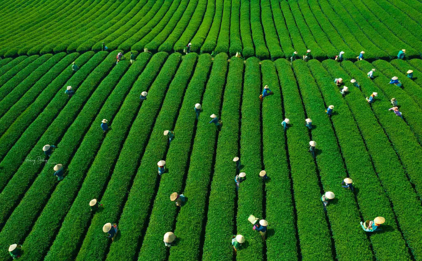 Mê mẩn đồi chè Mộc Châu mùa xuân- Ảnh 4.