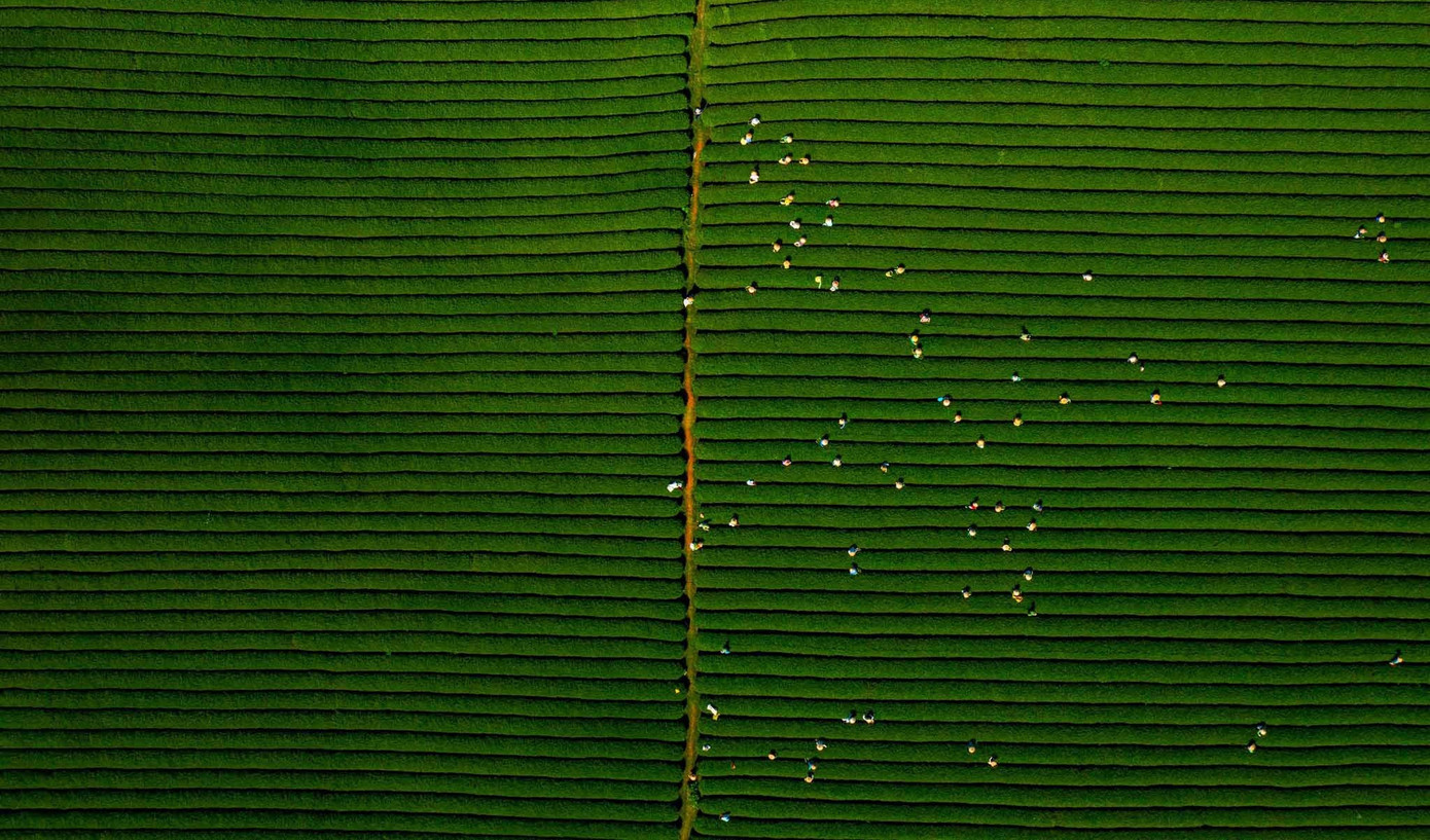 Mê mẩn đồi chè Mộc Châu mùa xuân- Ảnh 10.