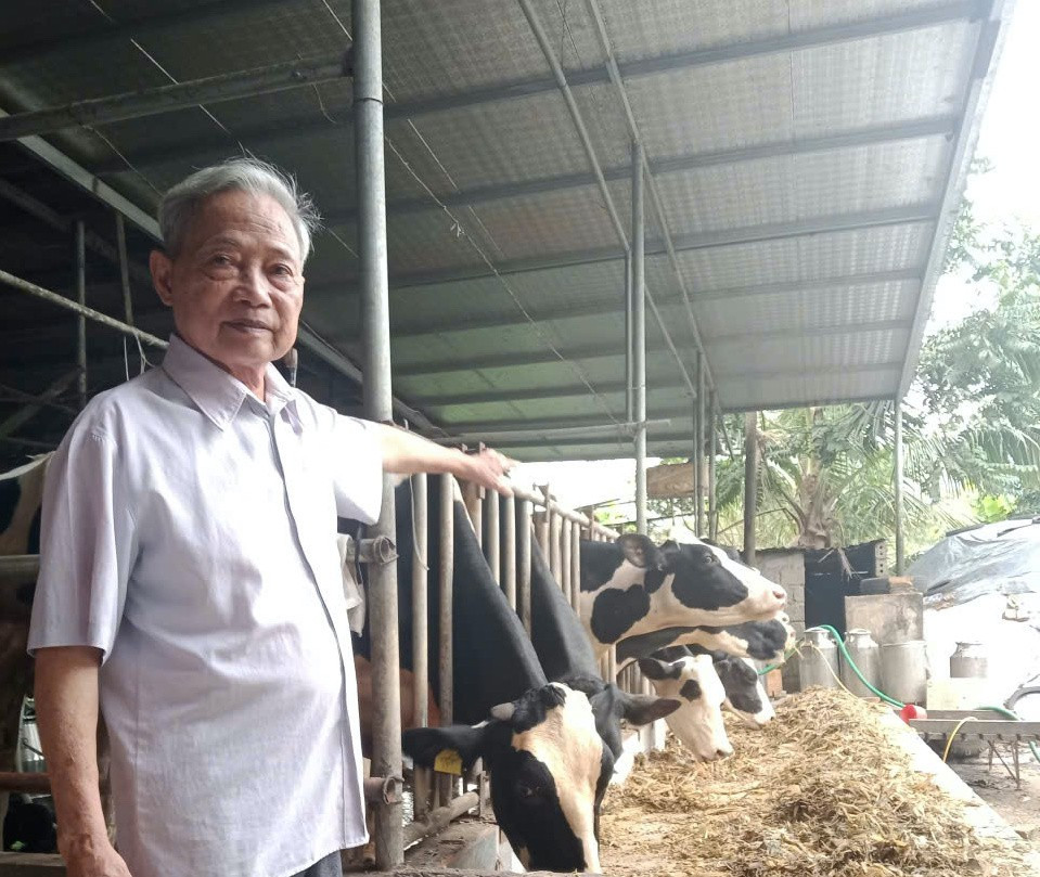 Sr. Chu Van Sam com suas vacas leiteiras. a4.jpg