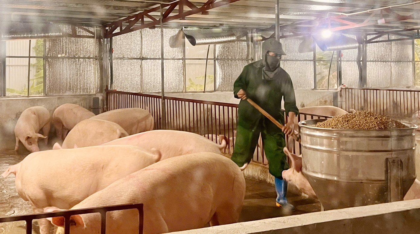 Bapak Toan menerapkan proses pertanian biosafety, lumbung modern, memastikan perlindungan lingkungan, dan mengendalikan penyakit. a1.jpg