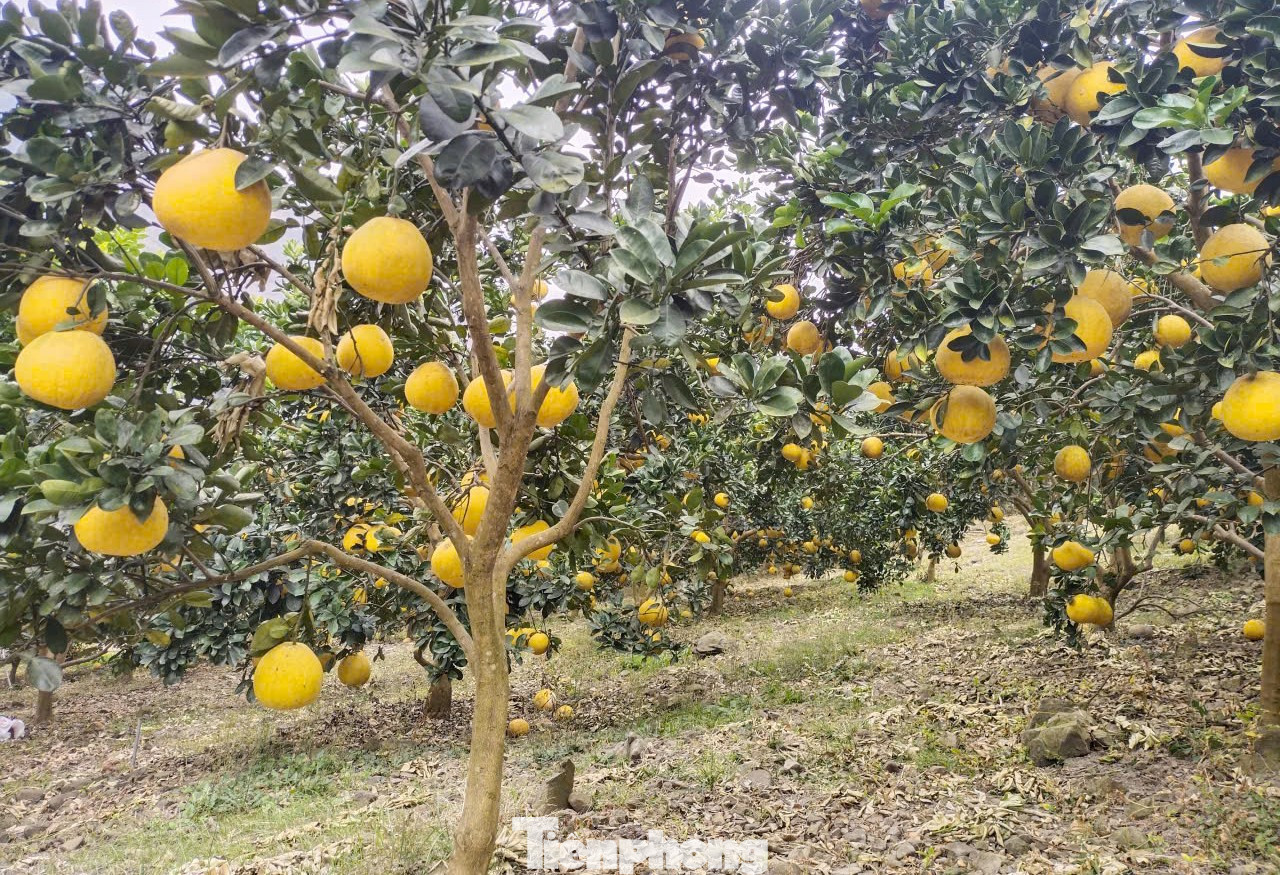 Fruit-laden orange garden of Excellent Vietnamese Farmer 2025. tp-4.jpg