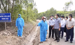  Quảng Trị thiết lập đường dây nóng phòng, chống dịch tả lợn Châu Phi 