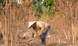 Đào Nhật Tân chết khô chết héo 