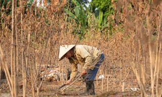 Đào Nhật Tân chết khô chết héo 