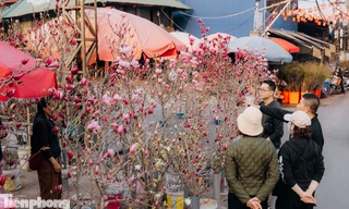 Đào quất xuống phố sớm, người Hà Nội sắm Tết sớm