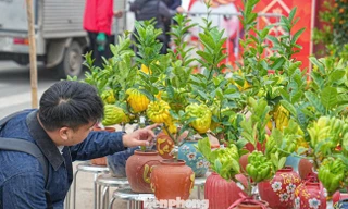 Phật thủ bonsai mini giá nửa triệu hút khách 