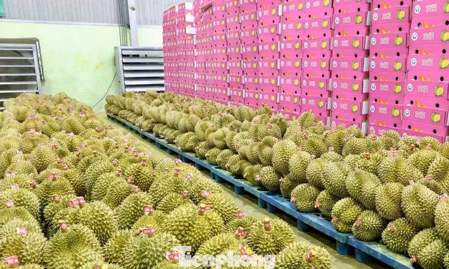 Chính phủ giao Bộ Công an xử lý nghiêm hành vi gian lận mã số vùng trồng