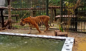 Cá thể Hổ béo phì không đi được ở Nghệ An nay hoá mãnh thú