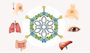 Adenovirus tăng gấp 3 lần, cảnh báo nguy cơ lây nhiễm từ bể bơi công cộng