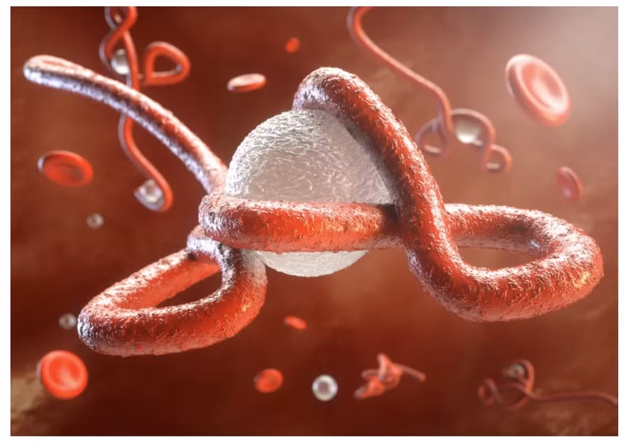 Virus Ebola lại bùng phát trở lại tại châu Phi,