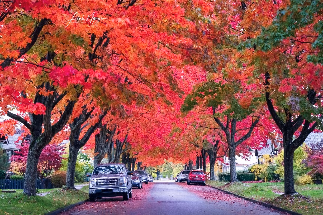 Mùa thu Vancouver đẹp như tranh trong ống kính khách Việt ảnh 16 Mùa thu Vancouver đẹp như tranh trong ống kính khách Việt ảnh 16