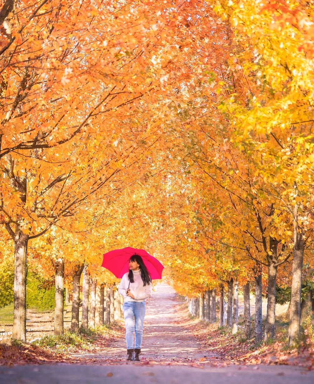 Mùa thu Vancouver đẹp như tranh trong ống kính khách Việt ảnh 1