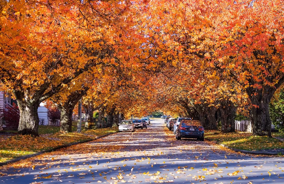 Mùa thu Vancouver đẹp như tranh trong ống kính khách Việt ảnh 15 Mùa thu Vancouver đẹp như tranh trong ống kính khách Việt ảnh 15