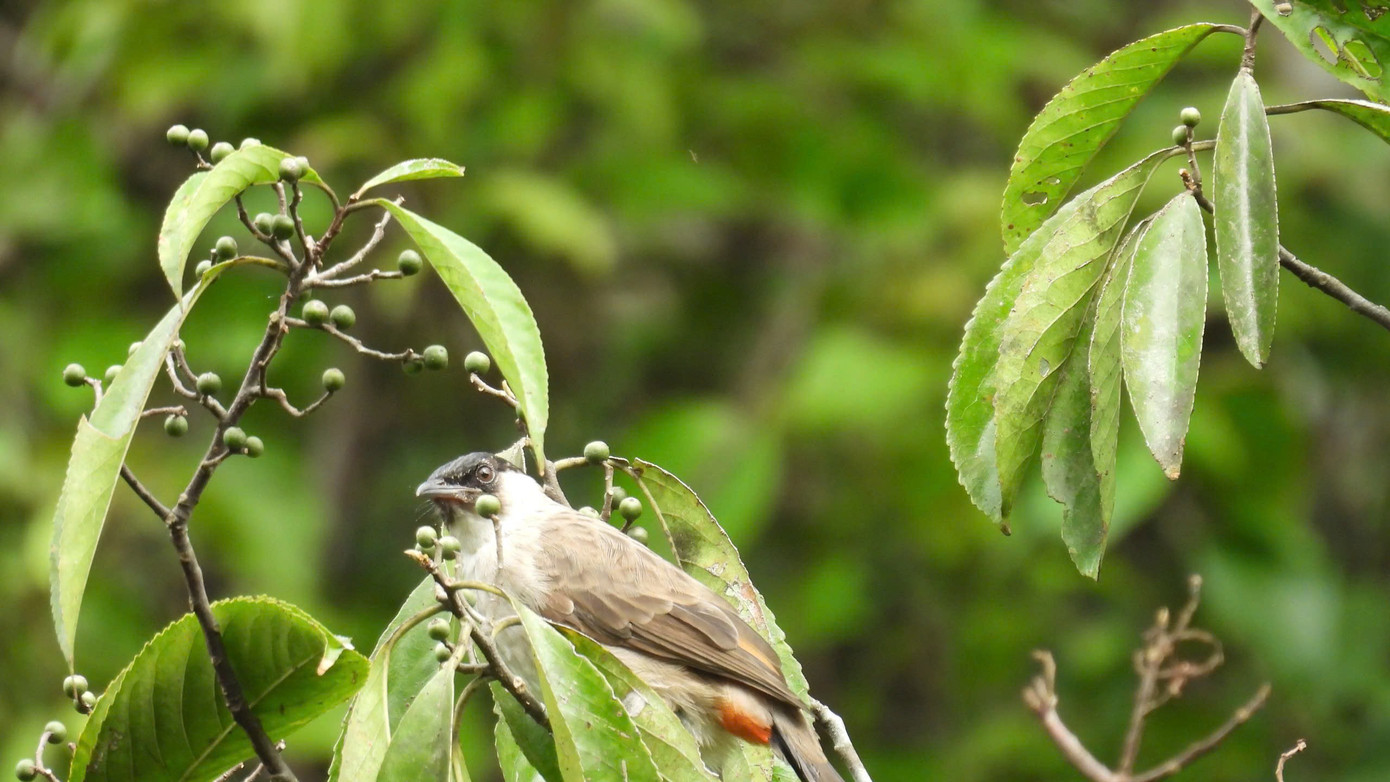 3-chao-mao-tai-trang-pycnonotus-taivanus.jpg