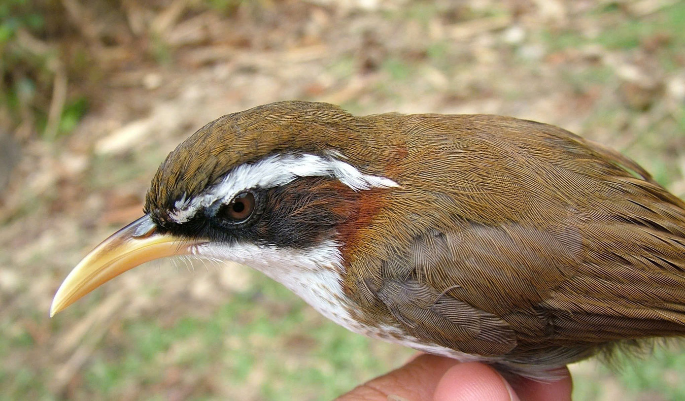 7-hoa-mi-dat-may-trang-white-browed-scimitar-babbler.jpg