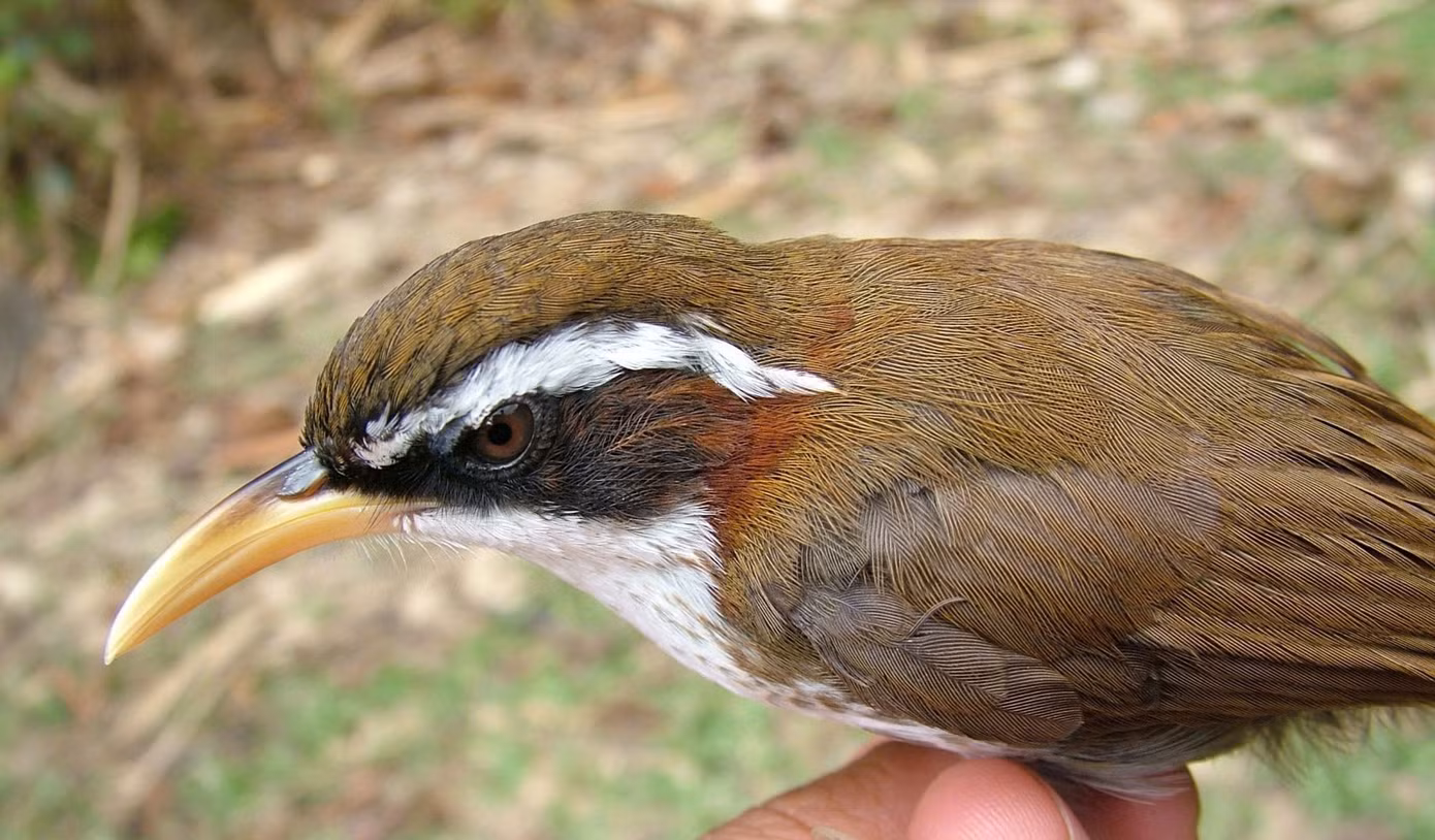 7-hoa-mi-dat-may-trang-white-browed-scimitar-babbler.jpg