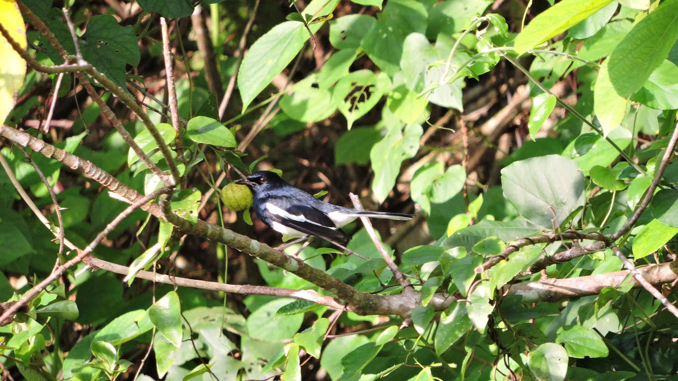 4-chich-choe-than-oriental-magpie-robin.jpg