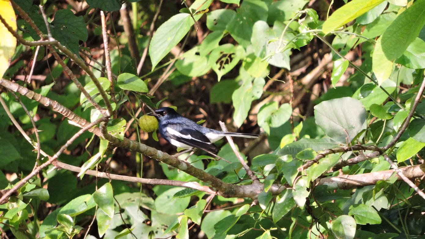 4-chich-choe-than-oriental-magpie-robin.jpg