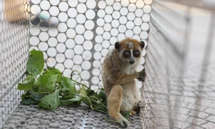 Động vật quý hiếm đi lạc vào vườn nhà dân