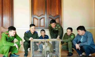 Phát hiện cá thể khỉ đuôi lợn tại vườn, người đàn ông bắt rồi đưa đi giao nộp