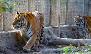 9 cá thể hổ nuôi trái phép ở Thanh Hóa giờ ra sao?