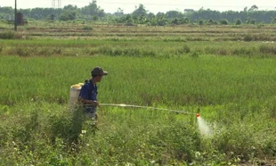 Bờ ruộng cháy vàng vì thuốc diệt cỏ: Người dân bất an, chính quyền cảnh báo