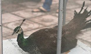 Bàn giao cá thể chim công lục quý hiếm nằm trong Sách đỏ