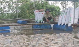 Hàng nghìn tấn cá lồng bè bị chết, nhiều người dân trắng tay sau bão