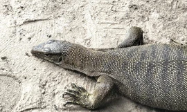 Kỳ đà vân quý hiếm chạy vào nhà dân ở Đắk Lắk