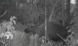 'Tóm gọn' bò tót và nhiều loài thú quý hiếm ở Đắk Lắk