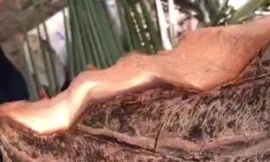 Thực hư clip 6 triệu view ‘tôn bay cắt đứt cây dừa’