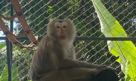 Xem khỉ lột đậu phộng siêu nhanh, giật điện thoại, trộm chìa khóa như chớp