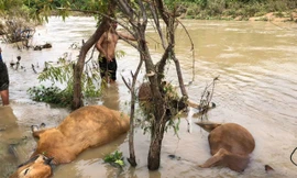 Nước dâng cao sau mưa lớn, nhiều gia súc ở Đắk Lắk chết bên bờ suối