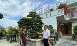 Gặp ông chủ khu vườn tiền tỷ, bán 1 cây xây nhà lầu ở Đắk Lắk