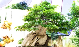 Xác lập kỷ lục Việt Nam cho chậu bonsai bằng lăng xoay tự động độc nhất vô nhị