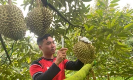 Tận thấy thủ thuật 'dò' quả tỷ USD 