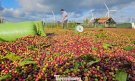 Một doanh nghiệp nhận ký gửi nông sản bị tố chiếm đoạt số tiền 'khủng'